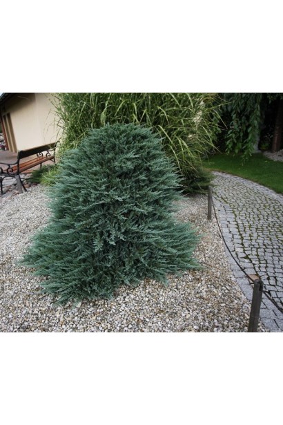 Ялівець горизонтальний Блу Чіп на штамбі в ландшафті